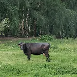 Vilanovka - Z Prywatna Balia Przy Stawie I Lesie * Wilanowo (Kartuzy)