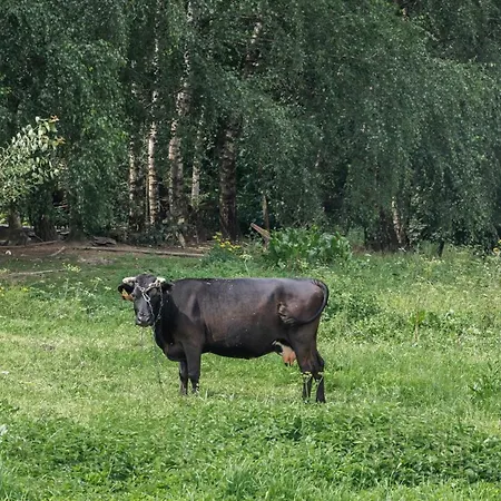 Vilanovka - Z Balia * Wilamowo (Ostroda)