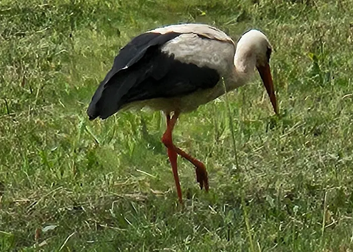 Vilanovka - Z Prywatna Balia Przy Stawie I Lesie Wilanowo (Kartuzy)